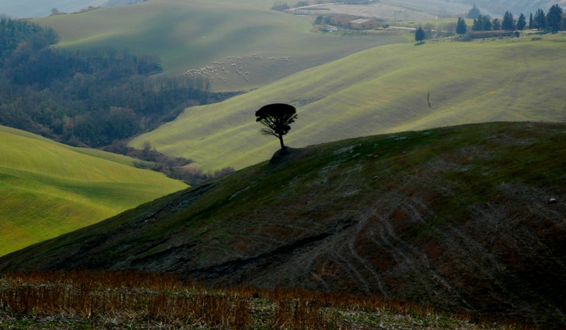 Volterra